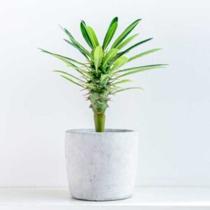 Palm – Madagascar