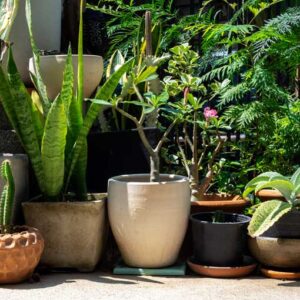 Aglaonema & Madagascar Plant